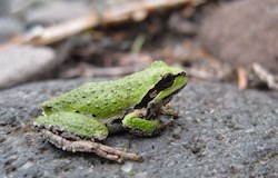 A small green frog on a rock.