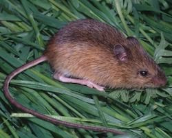 Pacific Jumping Mouse