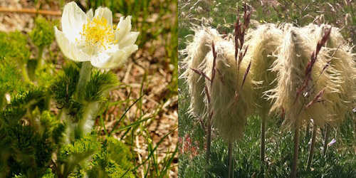 Pasqueflower_Combo1.jpg?maxwidth\u003d650\u0026autorotate\u003dfalse
