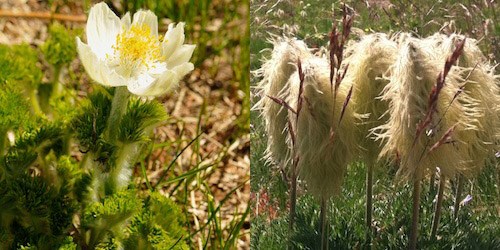Pasqueflower blooming (left); several pasqueflower seedheads (right)