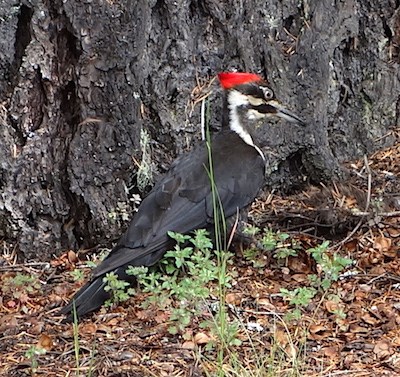 A large black woodpecker at the base of a tree.