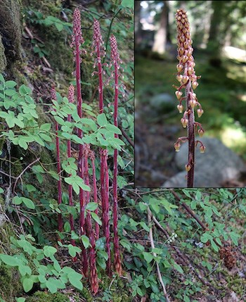 A clump of tall reddish stems topped in drops of yellow flowers. An inset image in the upper right shows a closeup of the flowering top.