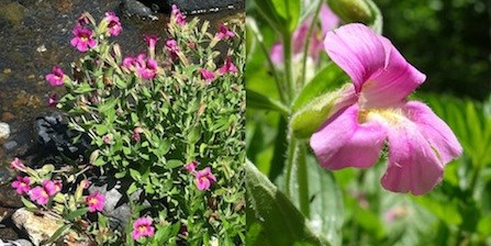 A patch of Pink Monkeyflower (left); a close up of a Pink Monkeyflower (right).