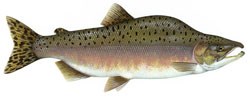 Male Pink salmon.