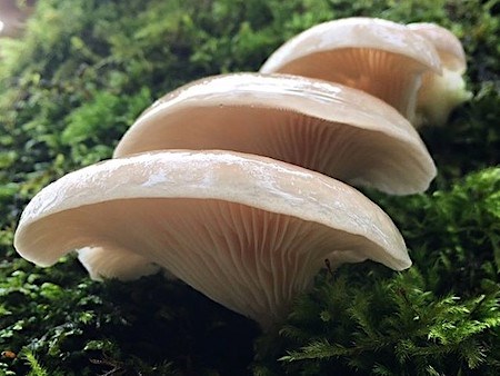 Three ear-shaped white mushrooms growing out of moss.