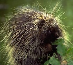 Porcupine
