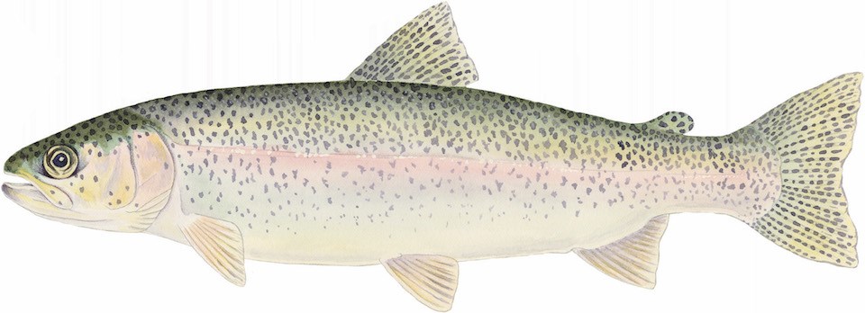 A drawing of a rainbow trout, a large fish with small dark spots and typically a pink flush along their sides.