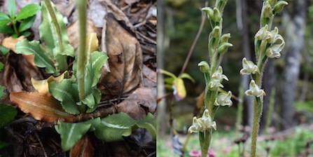 Rattlesnake-Plantain