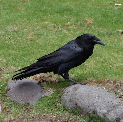 A large black bird on a lawn.