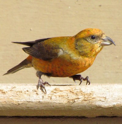 A yellow bird with a crossed beak on a wood step.