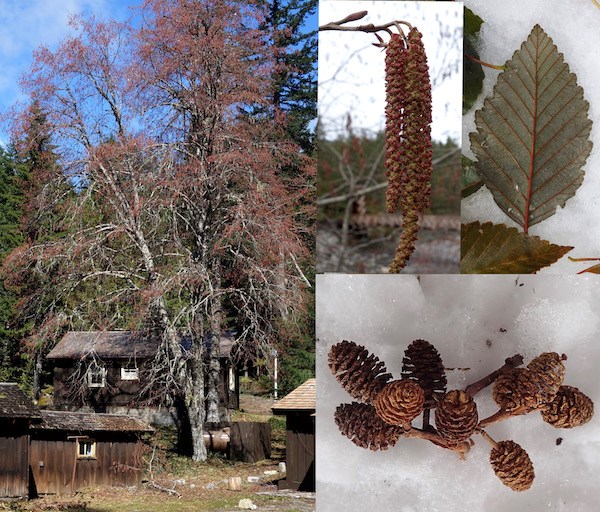 (Left) A tree covered in reddish catkins; (right top, left side) Close up of a hanging catkin; (right top, ride side) Close up of an oval toothed leaf on snow; (bottom right) small woody cones on snow