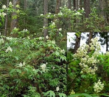 A leggy, tall shrub in the undergrowth of a forest supporting scattered clumps of white flowers. An inset image in the lower right shows a detail of a flower.
