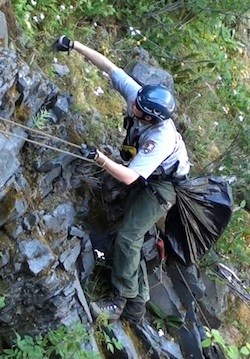 A member of the Mount Rainier revegetation crew rappelling to pull invasive plants. A member of the Mount Rainier revegetation crew rappelling to pull invasive plants.