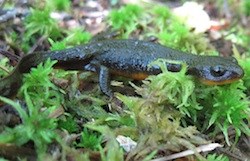 Rough-skinned Newt