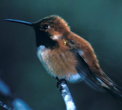 A small reddish hummingbird.