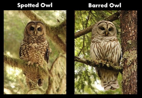 A Spotted Owl (left) compared with a Barred Owl (right) from the front.