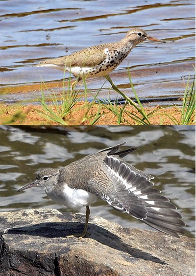 A spotted and plain brown sandpiper.