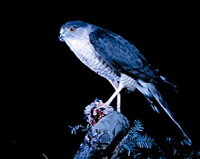 A small grey hawk perches on a stump.