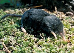 Shrew Mole