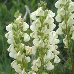 Sickletop Lousewort