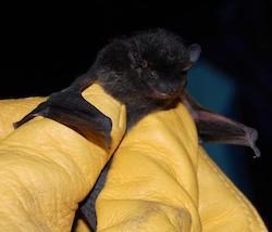 A hand in a yellow leather glove holds up a dark-furred bat.