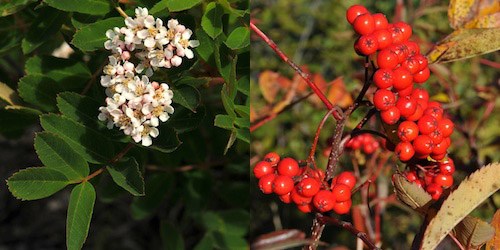 Left: The white clustered flowers of Sitka Mountain Ash. Right: A cluster of bright red berries produced from the flower.