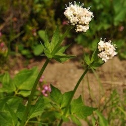 Sitka Valerian