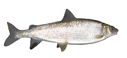 A stylized image of a silver-white fish.