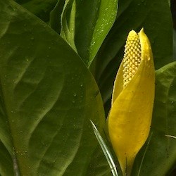 Skunk Cabbage