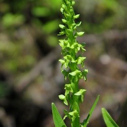 Slender Bog Orchid