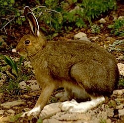 Snowshoe Hare