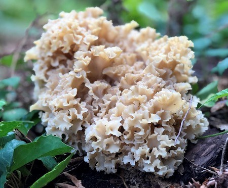 A cluster of wavy, white mushroom growths.