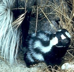 Western Spotted Skunk