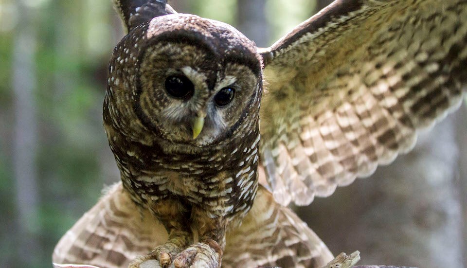A brown and white spotted owl, with dark eyes and a small yellow beak, and with wings spread.