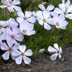 Spreading Phlox