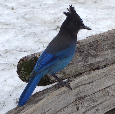 A blue bird with a black head and crest perches on a split-log fence.