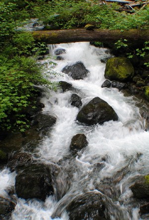 A stream flows around moss covered rocks.