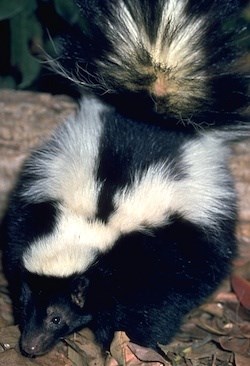 Striped Skunk