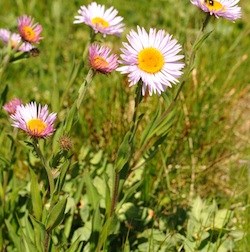 Subalpine Daisy