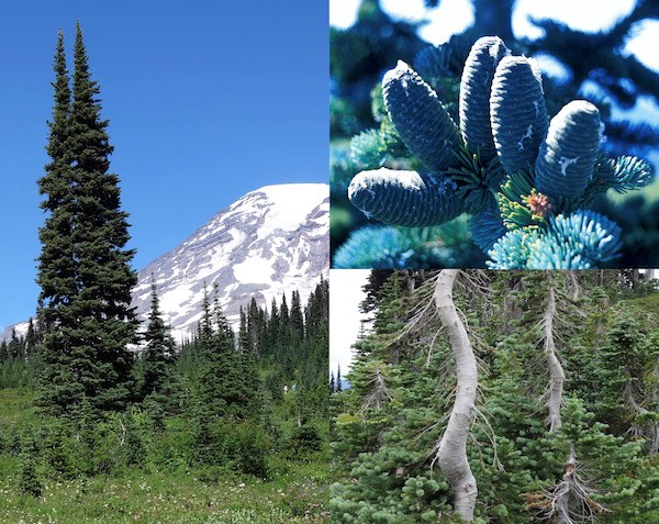 (Left) Spire-like first in a subalpine meadow; (upper right) close-up of a cluster of cones on a branch; (lower right) Two twisted grey trunks.