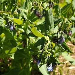 Tall Bluebells