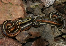 Garter snake curled up on a rock.