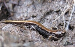 Van Dyke's Salamander