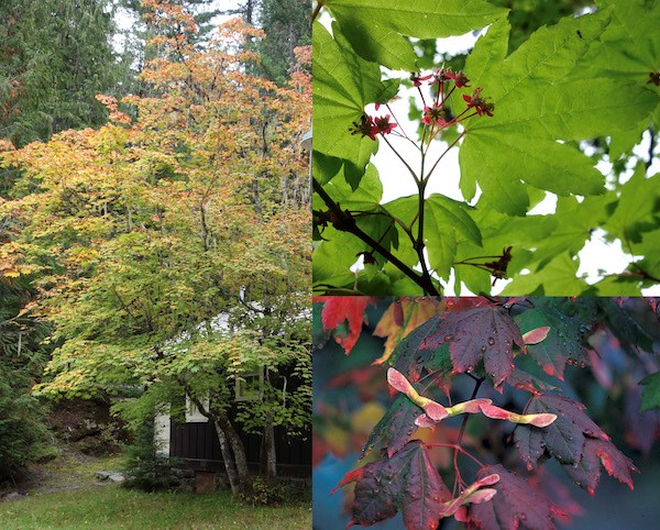 (Left) A small shrubby tree with reddish foliage; (upper right) bright green maple leaves with a cluster of white-red flowers; (bottom right) red winged seeds against dark red leaves.
