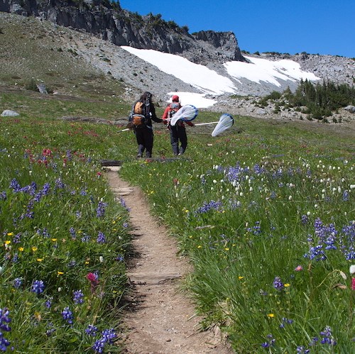 Forest Wildflowers - White - Mount Rainier National Park (U.S. National  Park Service)