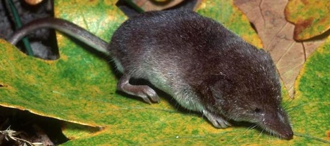 Wandering Shrew