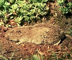 Water Vole