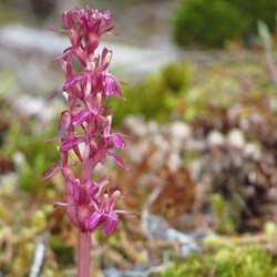 Western Coralroot