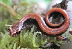 Western Red-backed Salamander