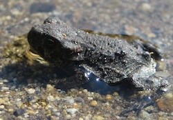 Western Toad